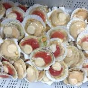 FROZENSCALLOP MEAT HALF SHELL